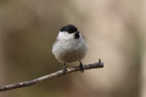 ハシブトガラ2023年4月28日