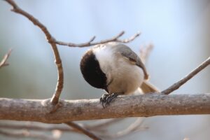 ハシブトガラ2023年4月7日