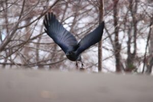 ハシブトガラス2023年4月7日