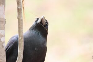 ハシブトガラス2023年4月13日