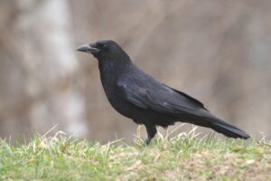 ハシボソガラス2023年4月7日