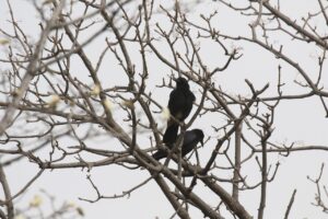 ハシボソガラス2023年4月14日