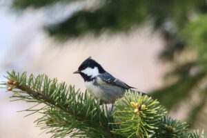 ヒガラ2023年4月14日