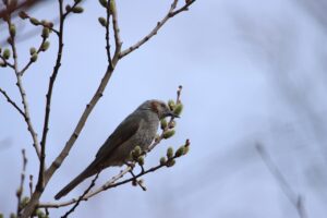 ヒヨドリ2023年4月7日