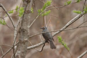 ヒヨドリ2023年4月21日