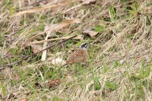 ホオジロ雄2023年4月21日