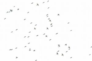 マヒワ2023年4月21日群れ58羽