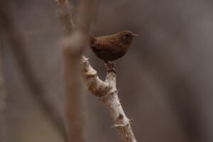 ミソサザイ2023年4月7日