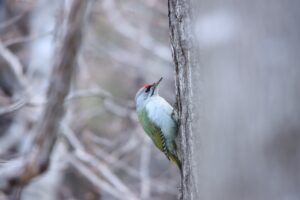 ヤマゲラ雄2023年4月14日