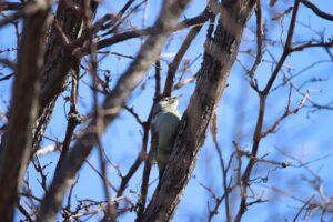 ヤマゲラ雄2023年4月7日