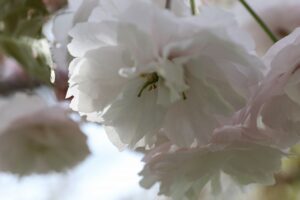 旭山記念公園の八重桜2023年5月12日8白花