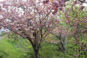 旭山記念公園の八重桜2023年5月12日6関山
