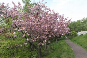 旭山記念公園の八重桜2023年5月12日3八重桜並木西向き