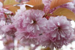 旭山記念公園の八重桜2023年5月12日4関山