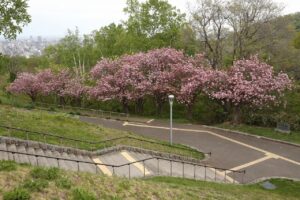 旭山記念公園の八重桜2023年5月12日2八重桜並木上から