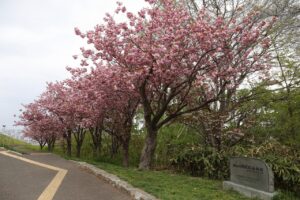 旭山記念公園の八重桜2023年5月12日1八重桜並木東向き