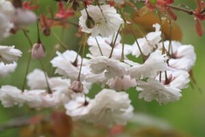 旭山記念公園の八重桜2023年5月12日7白花