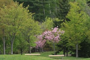 旭山記念公園の八重桜2023年5月12日9新桜並木の八重桜