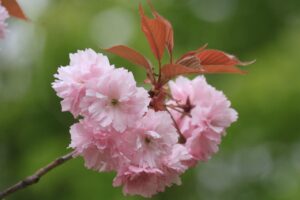 旭山記念公園の八重桜2023年5月12日10ハート形