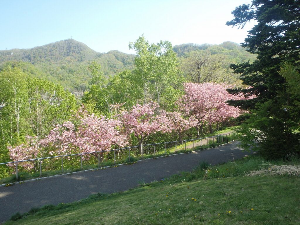 2023年5月11日桜の状況　八重桜並木の全景