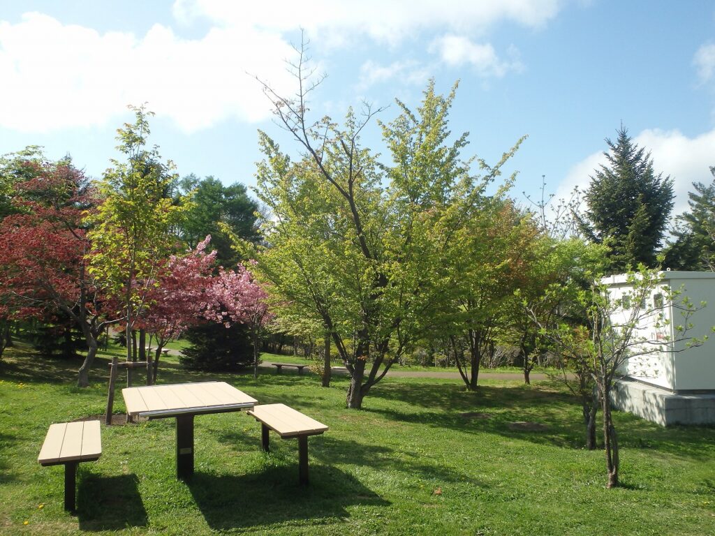 2023年5月11日桜の状況　新桜並木のカスミザクラ