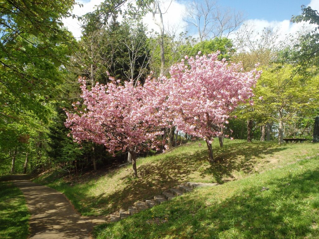 2023年5月11日桜の状況　展望デッキの八重桜