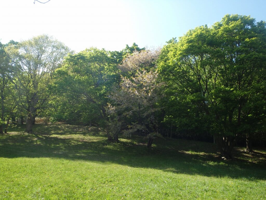 2023年5月11日桜の状況　遊具広場の桜