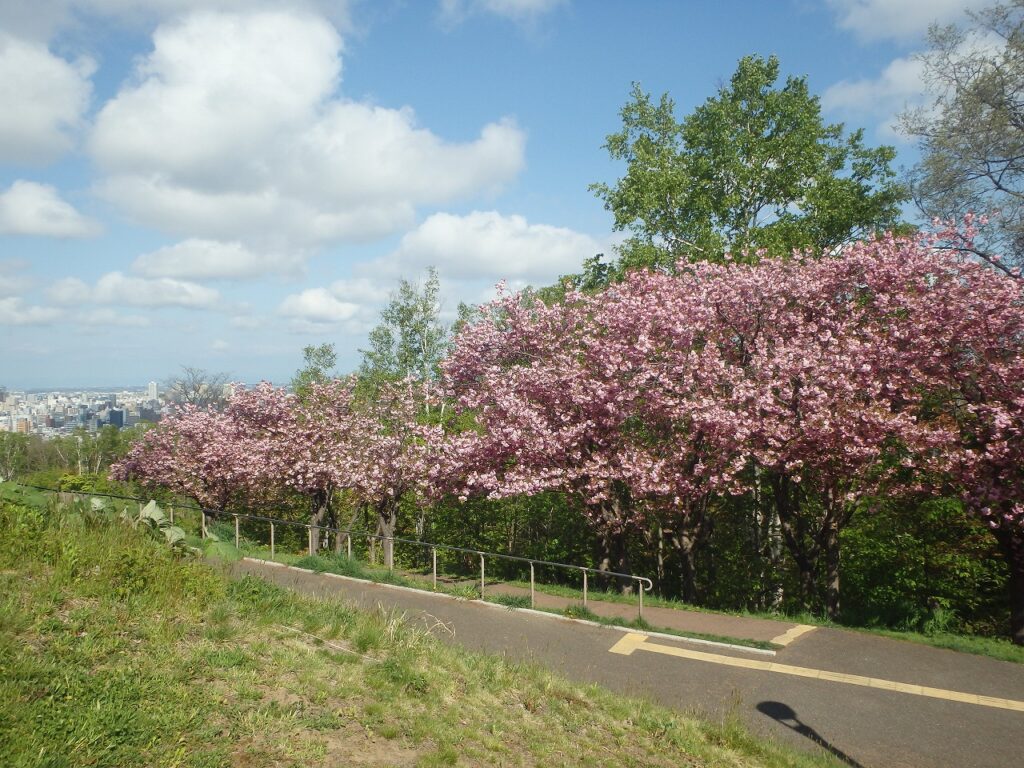 2023年5月11日桜の状況　八重桜並木の全景2