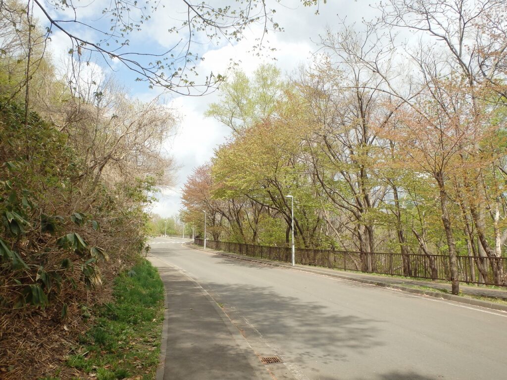 2023年5月1日桜の様子　第1駐車場への道路沿い旧桜並木