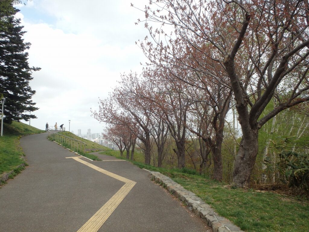 2023年5月1日桜の様子　レストハウス東側の八重桜並木