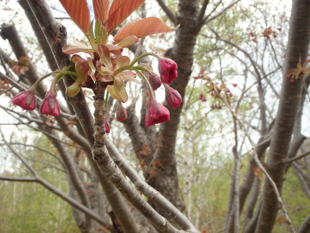 2023年5月1日桜の様子　レストハウス東側の八重桜並木の蕾