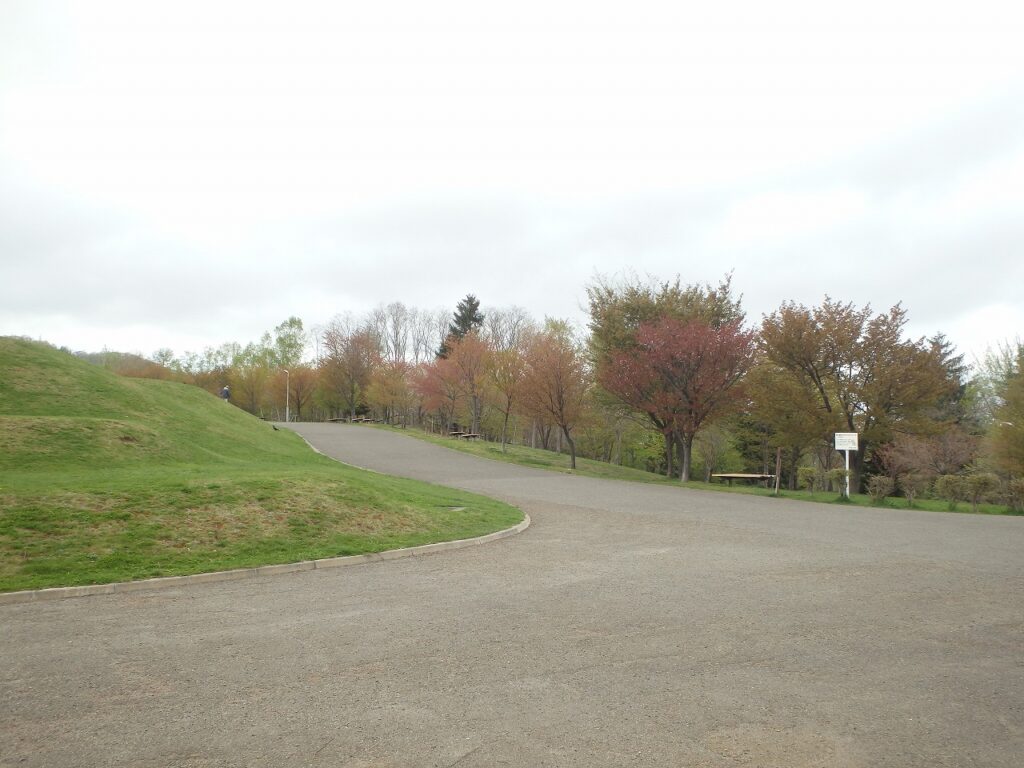 2023年5月1日桜の様子　新桜並木北側から