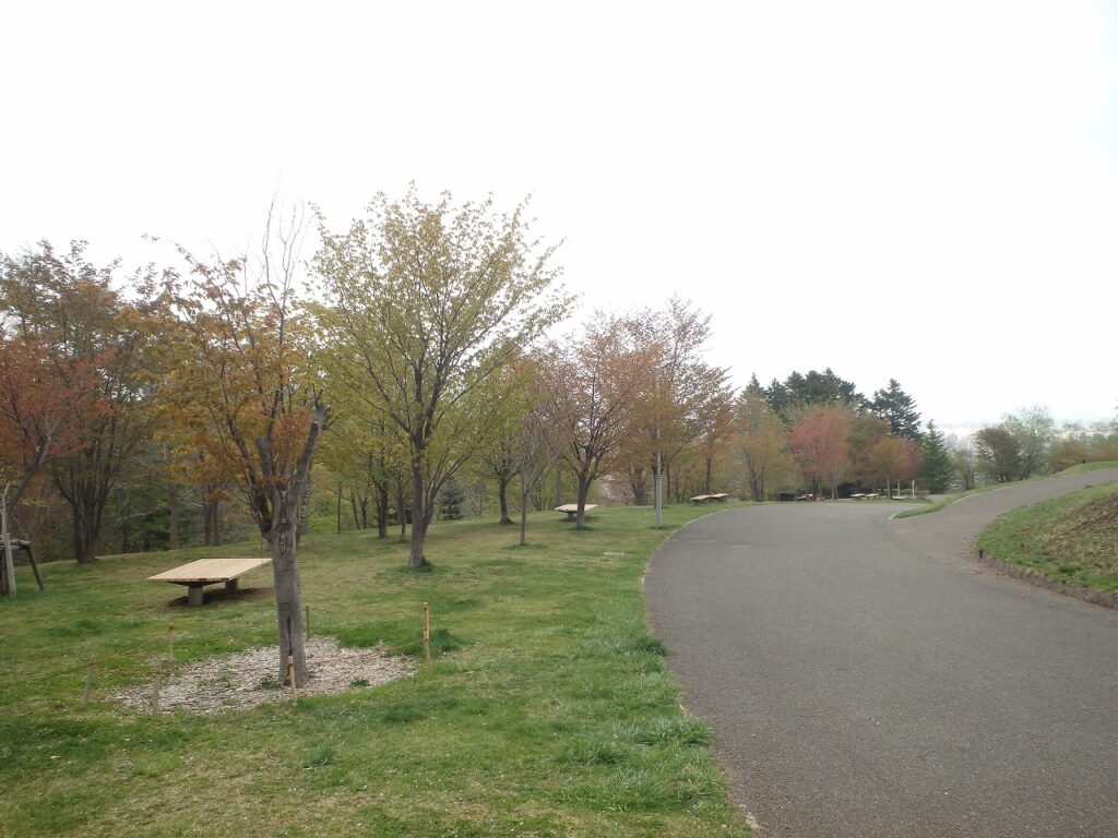 2023年5月1日桜の様子　新桜並木南側から