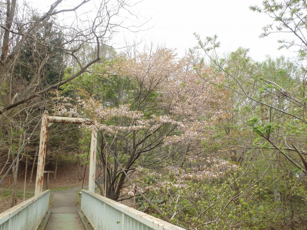 2023年5月1日桜の様子　吊り橋の桜