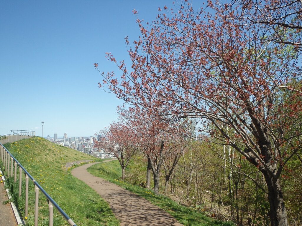 2023年5月2日桜の状況 (レストハウス東側の八重桜並木) (1)