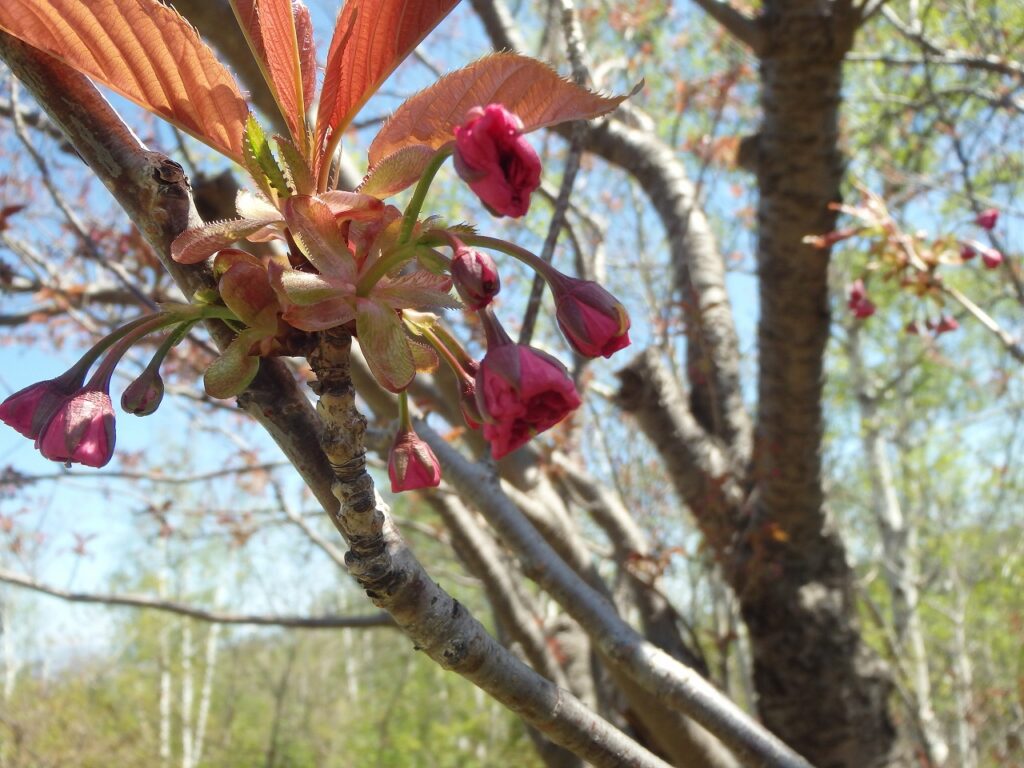 2023年5月2日桜の状況 (レストハウス東側の八重桜並木蕾の様子)