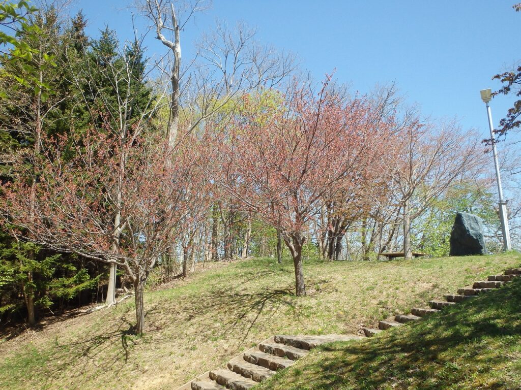 2023年5月2日桜の状況 (展望デッキの八重桜)