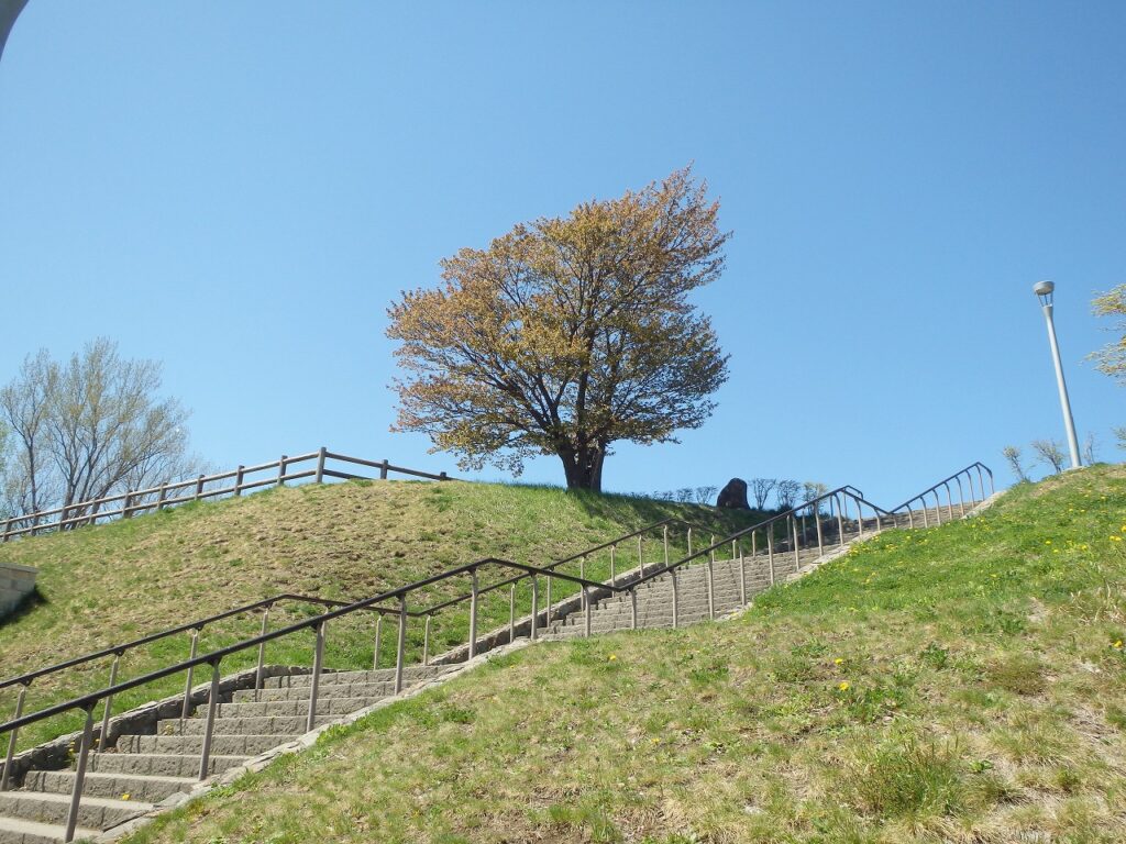 2023年5月2日桜の状況 (展望台一本桜)