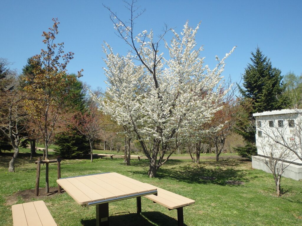 2023年5月2日桜の状況 (新桜並木のカスミザクラ)