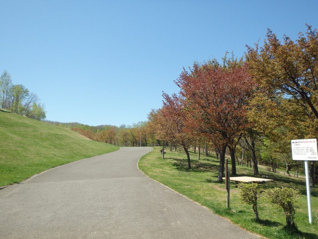 2023年5月2日桜の状況 (新桜並木東側から)