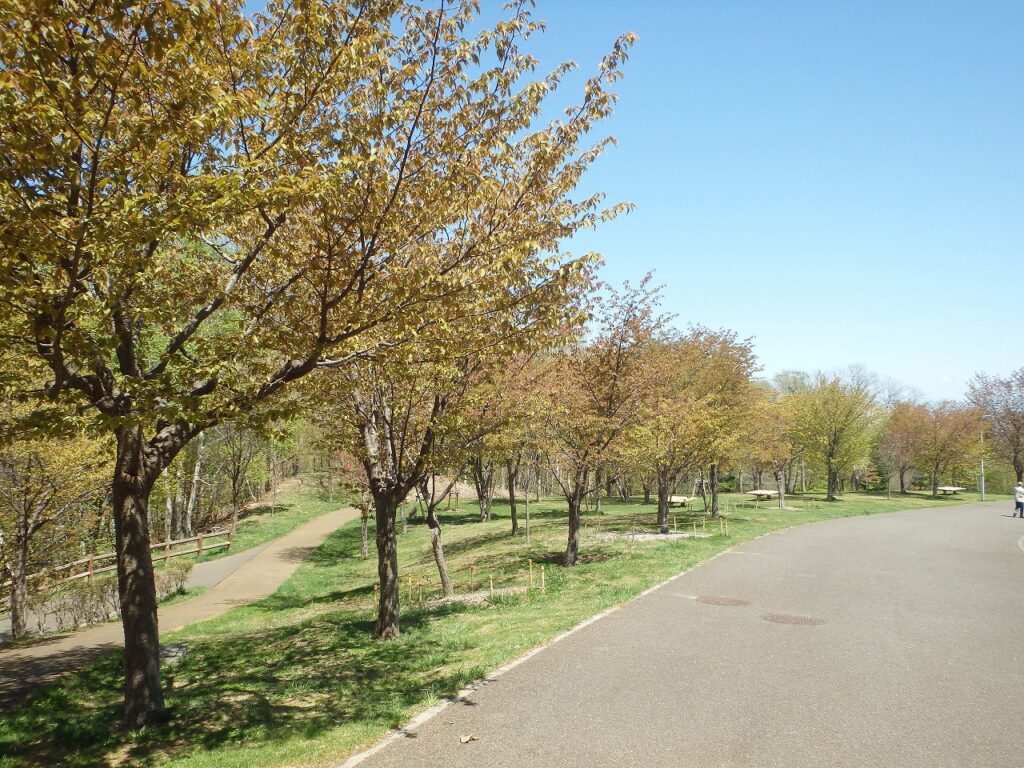 2023年5月2日桜の状況 (新桜並木西側から)