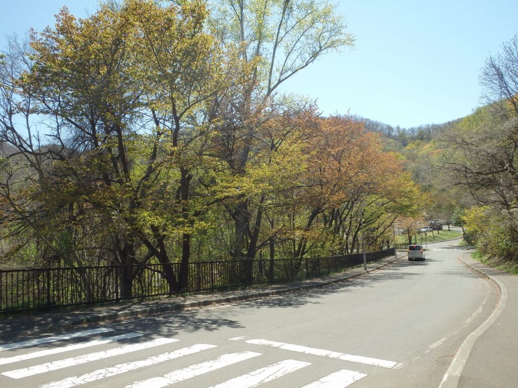 2023年5月2日桜の状況 (第1駐車場までの園路沿い旧桜並木)