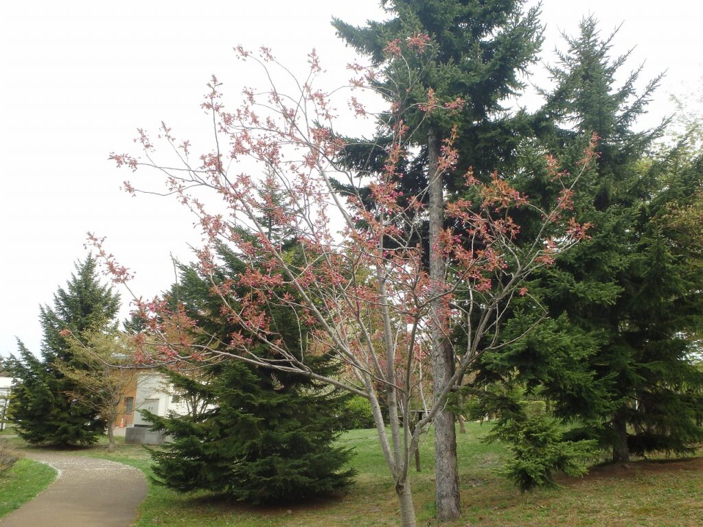 2023年5月4日桜の状況 新桜並木の八重桜
