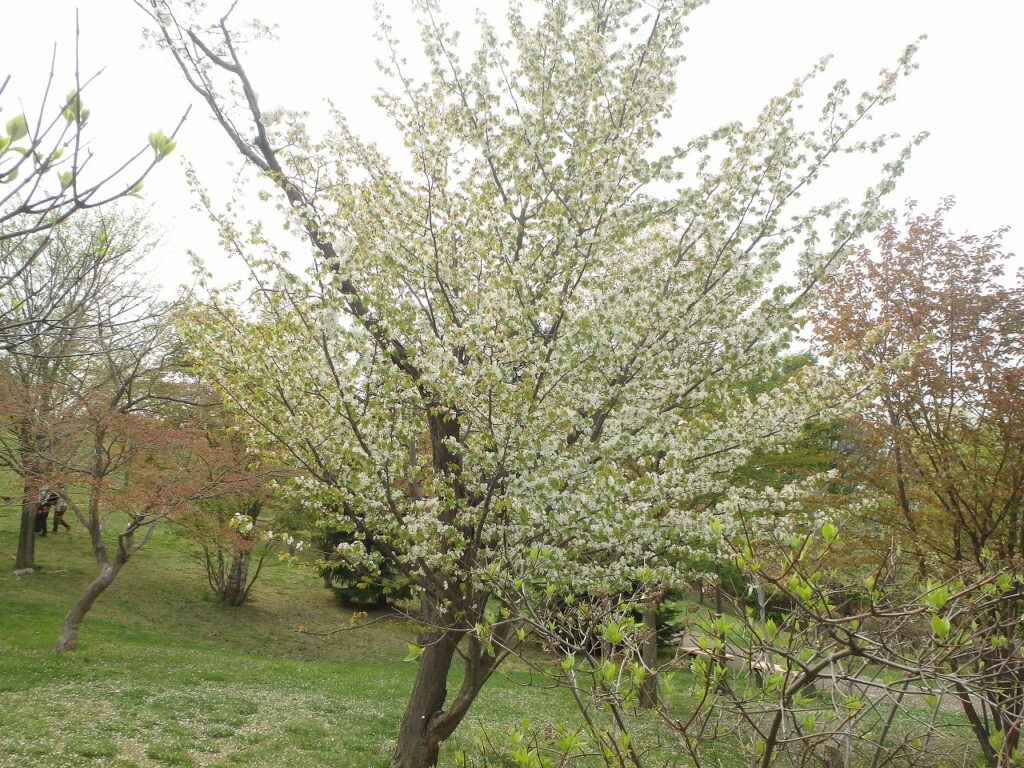 2023年5月4日桜の状況 新桜並木のカスミザクラ