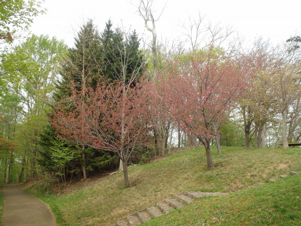 2023年5月4日桜の状況 展望デッキ近くの八重桜