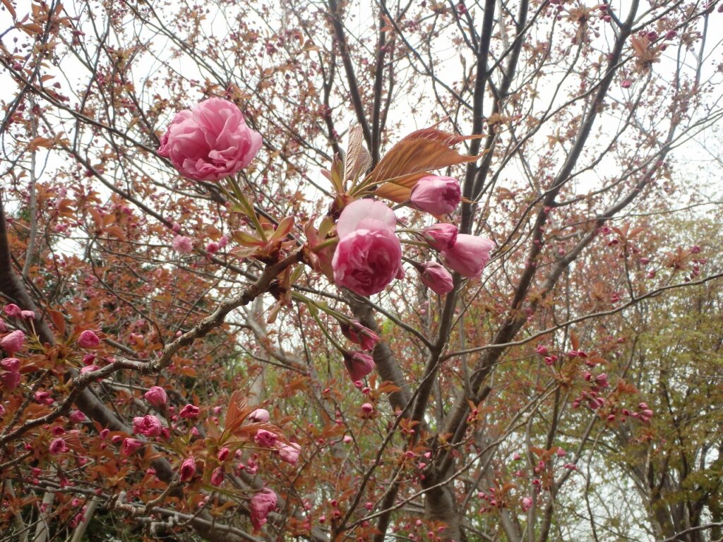 2023年5月4日桜の状況 展望デッキ近くの八重桜　花のアップ
