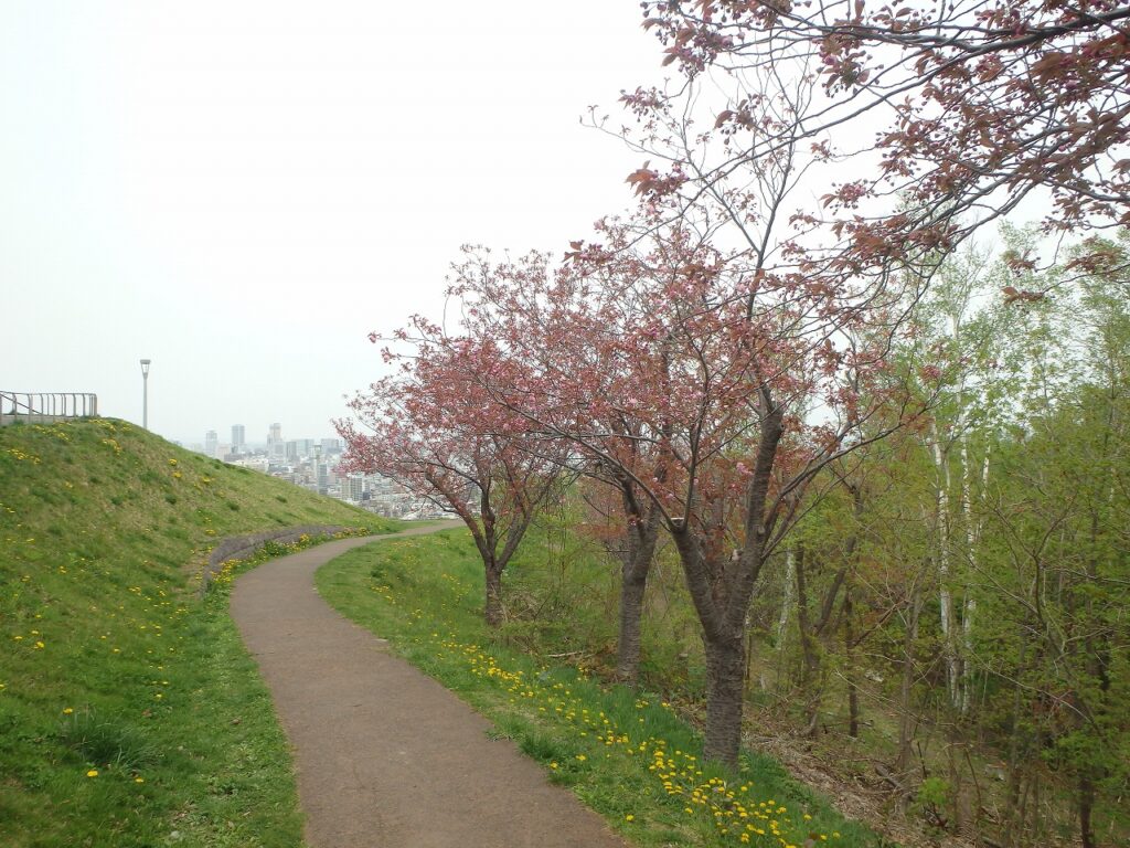 2023年5月4日桜の状況 レストハウス東側の八重桜並木