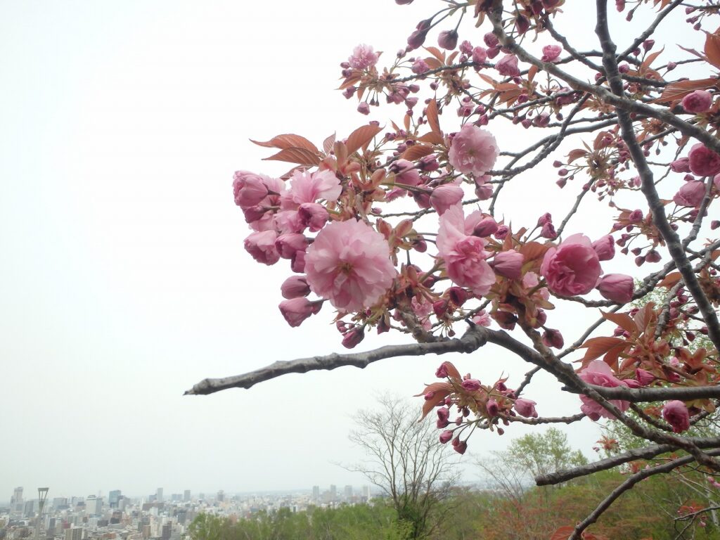 2023年5月4日桜の状況 レストハウス東側の八重桜並木　花のアップ