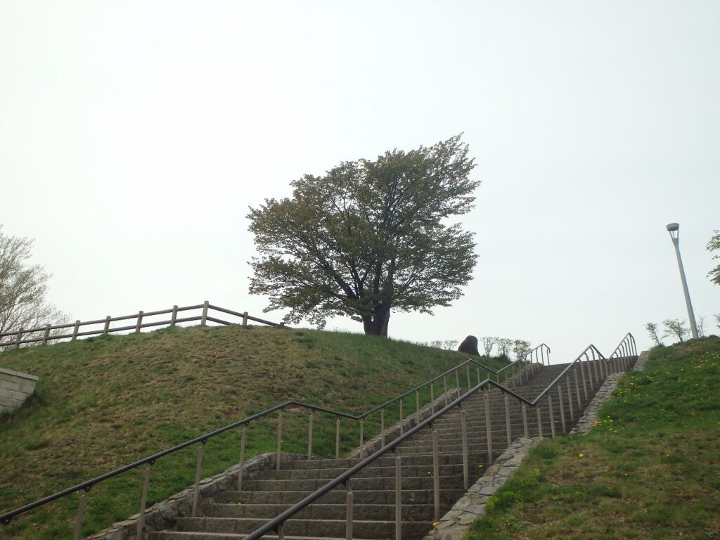2023年5月4日桜の状況 展望台の一本桜を階段下からの様子