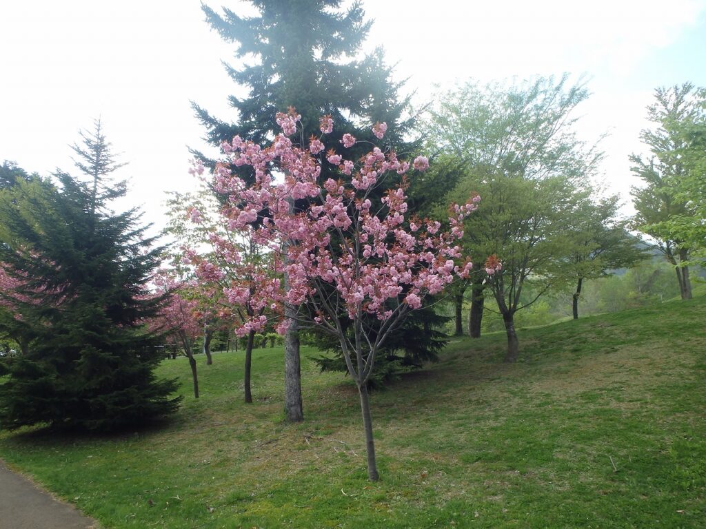 2023年5月9日桜の状況 桜並木にある八重桜